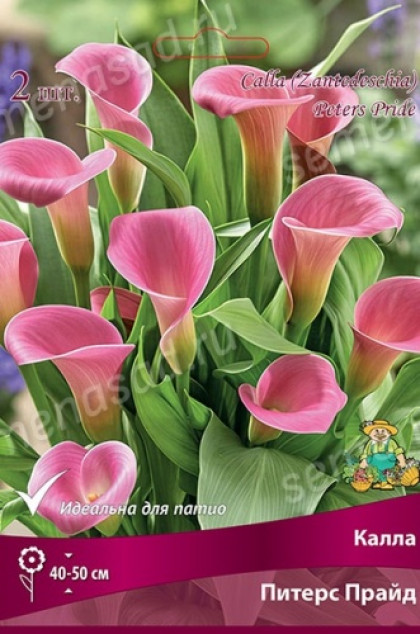 Питерс Прайд 2шт Поиск