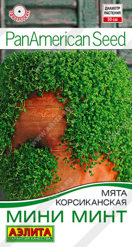 Мини минт корсиканская Ц(А)