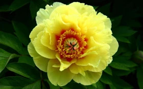 Барцелла ИТО гибрид 1шт Поиск