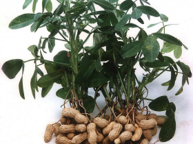 Земляной орех Ц(П)