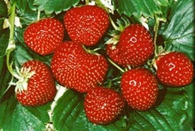 Зенга Зенгана сред\(капер 5шт)