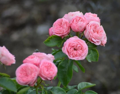 Плейфул Рококо (ЗКС) ЖИЛЯК