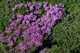 Ред Грейп 1шт