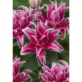 Roselily Лорена  (вост.махр) 5шт