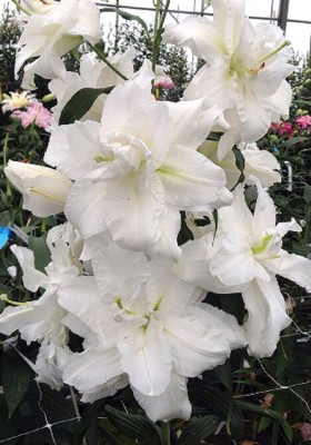 Боул Оф Бьюти 12/14 вост махр 5шт