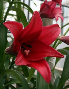 Дивайн (лонг) 5шт