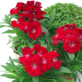 Гвоздика Чиба (100шт) Ред