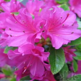 Гейша Пепл 1шт Поиск