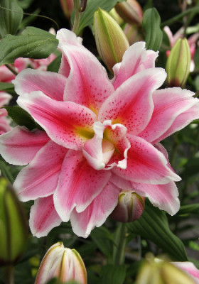 Roselily Наталия (вост.махр) 5шт