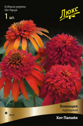 Хот Папайя\1шт Поиск