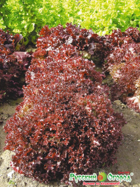 Рубиновое кружево красн. лист Ц(Н)