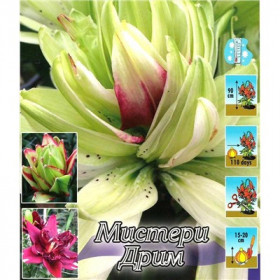 Мистери Дрим (аз.махр)  3шт