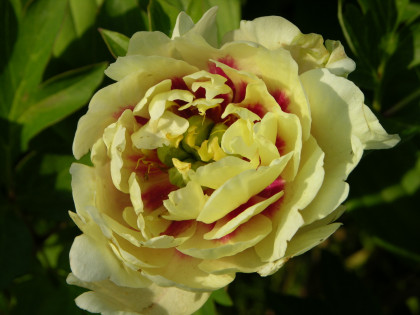 Йеллоу Краун 1шт Поиск