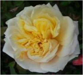 Пилигрим (ЗКС) ЖИЛЯК