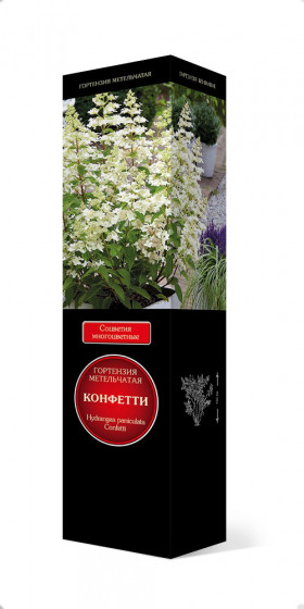 Конфетти метельчатая Поиск