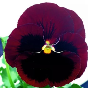 Виола Селло (1000шт) Ред виз Блотч