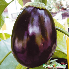 Щелкунчик Ц(Н)