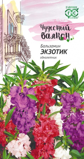 Экзотик карлик. Ц(Г)