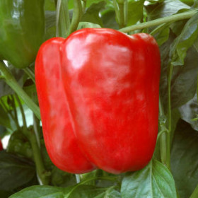 Геракл сладкий Б(Поиск)