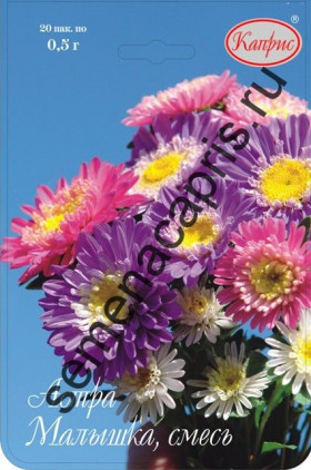 Астра Малышка смесь Каприс