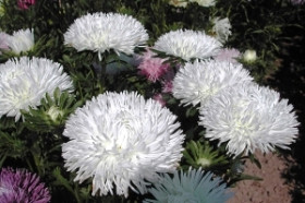 Астра Снежная королева Каприс 20*0,5г