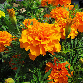Бархатцы Оранжевые волны Каприс 20*0,5г