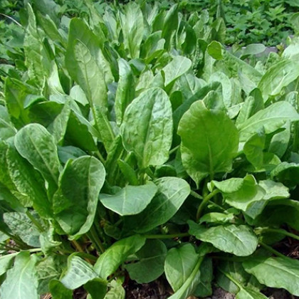 Щавель Широколистный Каприс