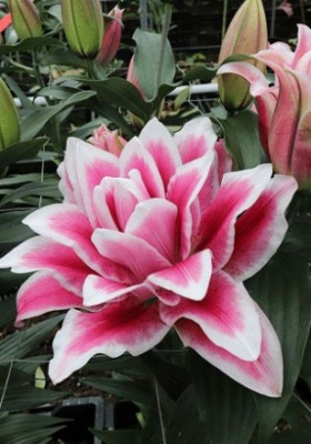 Roselily Олимпия вост.махр. 5шт