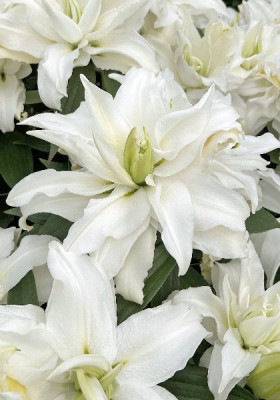 Roselily Петронелла вост.махр. 5шт