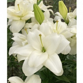 Бельведер 12/14 ЛА 5шт