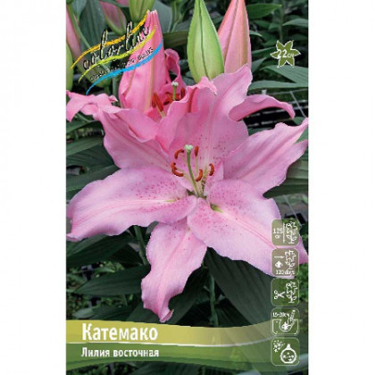 Катемако (вост) 12/14 5шт