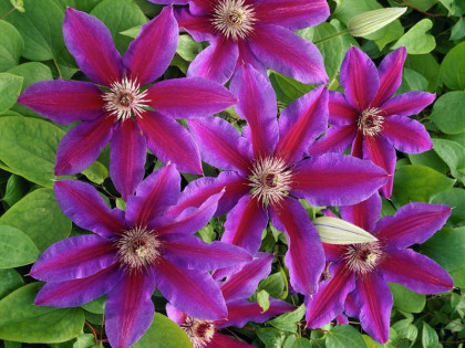 Кардинал Вышински 2шт