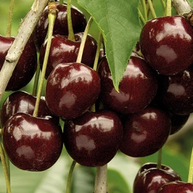 Валерий Чкалов 1шт Поиск