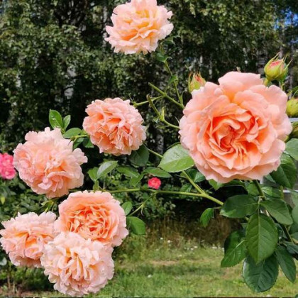 Полька (ЗКС) ЖИЛЯК