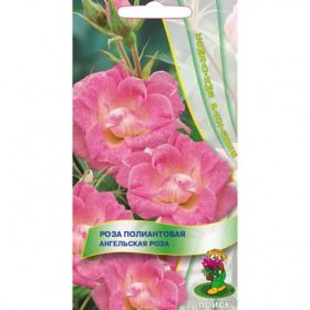 Ангельская роза Ц(Поиск)