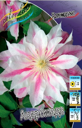 Андромеда махр. 2шт (каперсы)