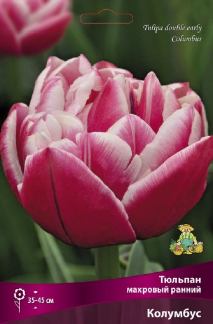 Колумбус (махр.ран.) 10-11, 10шт Поиск