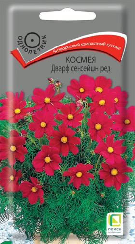 Дварф Сенсейшн Ред Ц(Поиск)