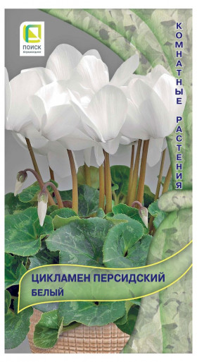 Белый персидский мини Ц(Поиск)