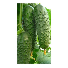 Артист (250 шт.) / Вejo Zaden