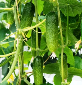 Адам 250 шт/уп Вejo Zaden