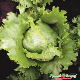 Айсберг Летний Хит кочан Ц(Н)