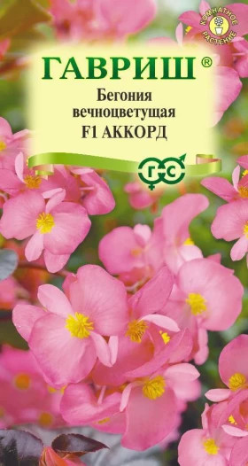 Аккорд вечноцветущая 4шт Ц(Г)