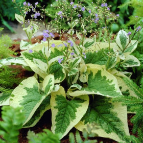 Хадспен Крем 1шт