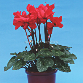 Орфеус персидский Ц(А)