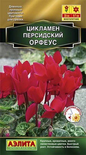 Орфеус персидский Ц(А)