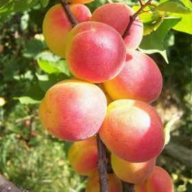 Графиня 1шт/сетка  Поиск