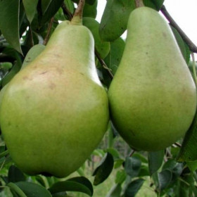 Феерия 1шт Поиск