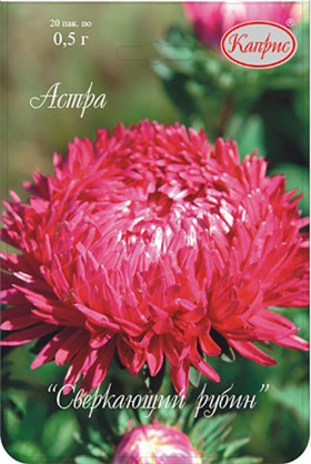 Астра Сверкающий Рубин Каприс