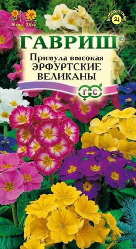Эрфуртские великаны Ц(Г)